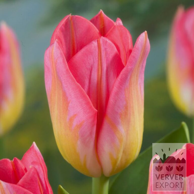 Tulips 'Tom Pouce Dynasty' (12555)