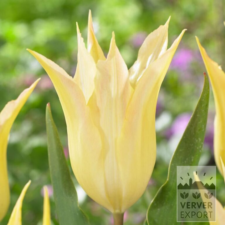 Tulips 'Johan Cruyff' (12556)