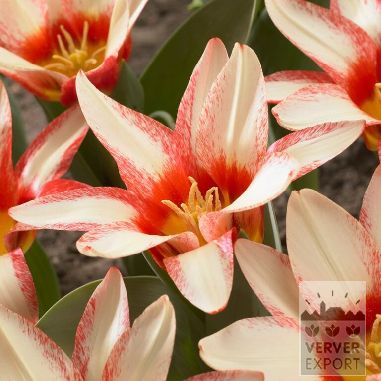 Tulips 'Floresta' (12561)