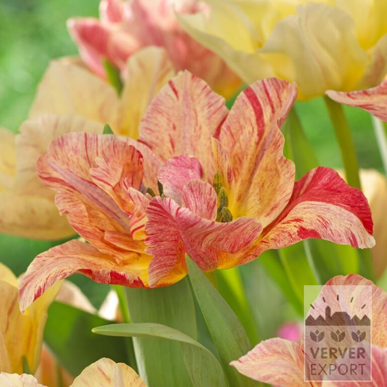 Tulips 'Mondeo Dream' (12565)