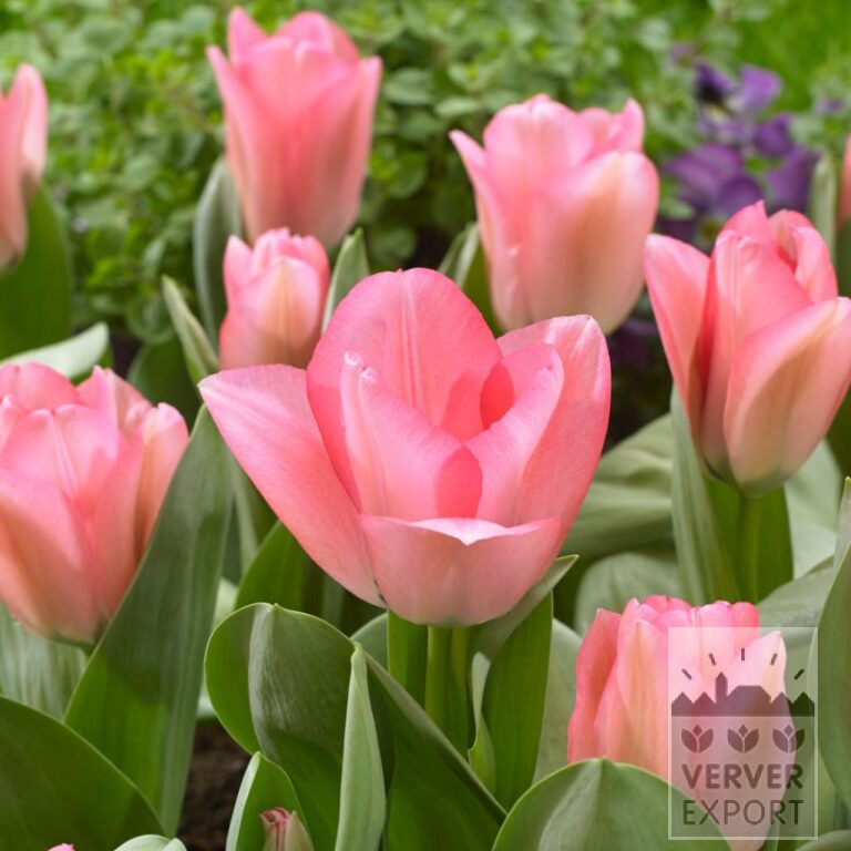 Tulips 'Sweet Sixteen' (12569)