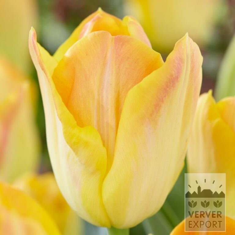 Tulips 'Salmon Dynasty' (12570)