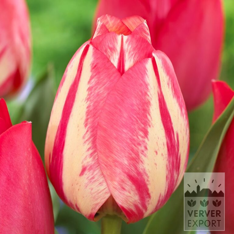 Tulips 'Spryng Break' (12572)
