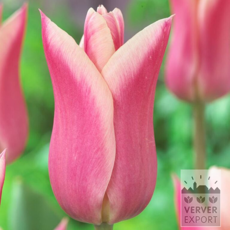 Tulips 'Sanne' (12573)
