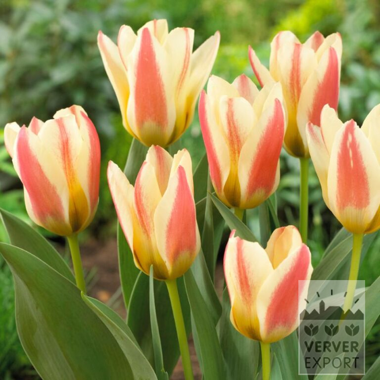 Tulips 'Tarafa' (12579)