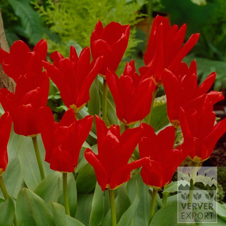 Tulips 'Madame Lefeber' (12583)