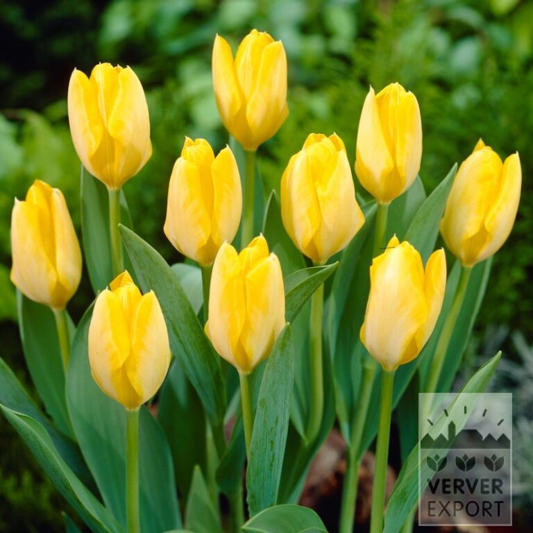 Tulips 'Yellow Purissima' (12585)