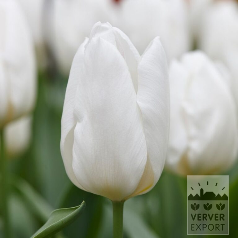 Tulips 'White Prince' (12587)