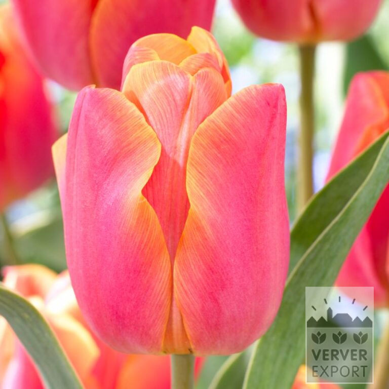 Tulips 'Jimmy' (12593)