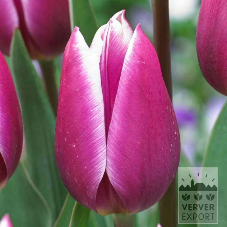Tulips 'Synaeda Blue' (12595)