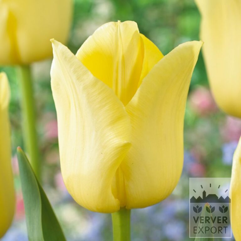 Tulips 'World Friendship' (12596)