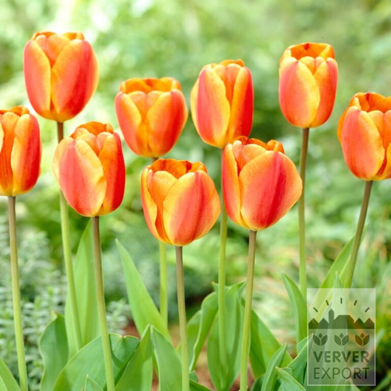 Tulips 'Oxford's Elite' (12600)
