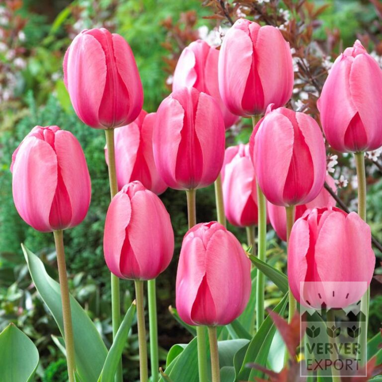 Organic bulbs bio Tulipa 'Pink Impression' (12619)