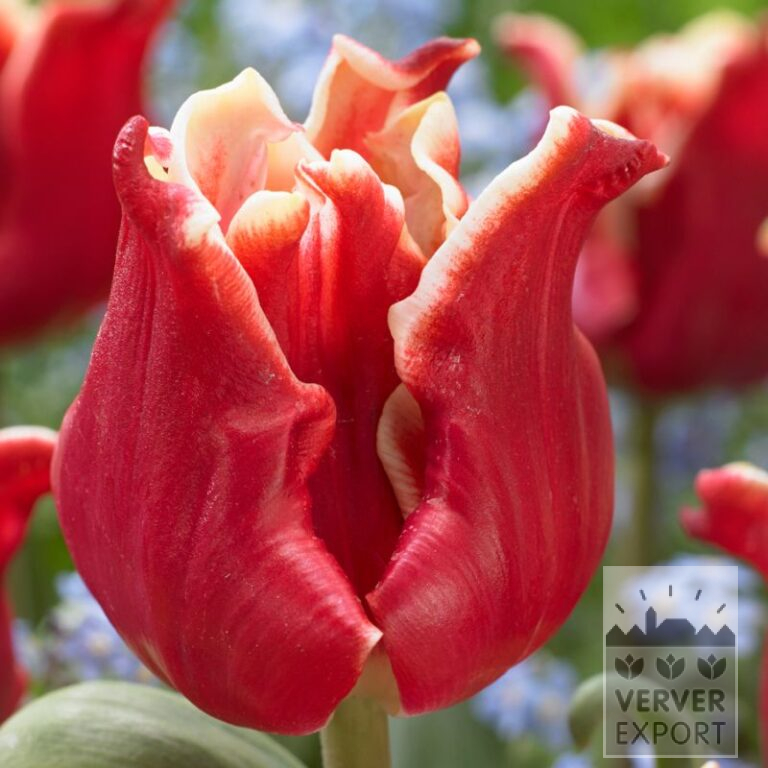 Tulips 'Elegant Crown' (12701)