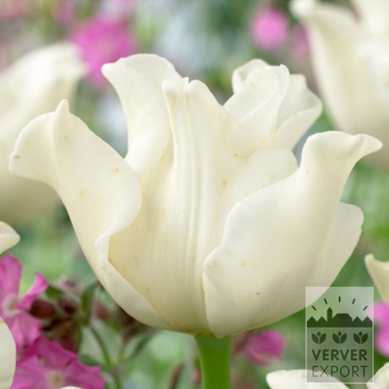 Tulips 'White Liberstar' (12702)