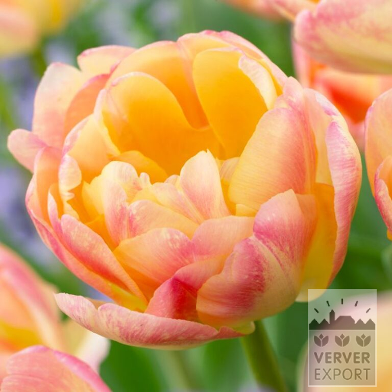 Tulips 'Creme Upstar' (12707)
