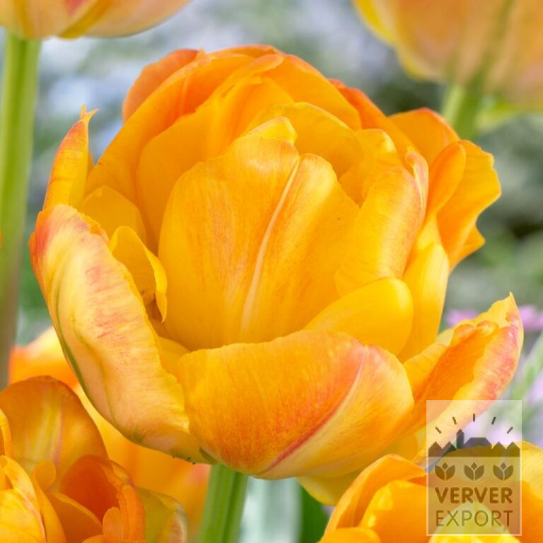 Tulips 'Granny Award' (12709)