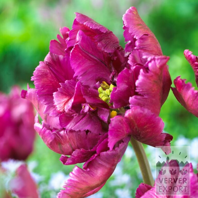Tulips 'Negrita Parrot' (12710)