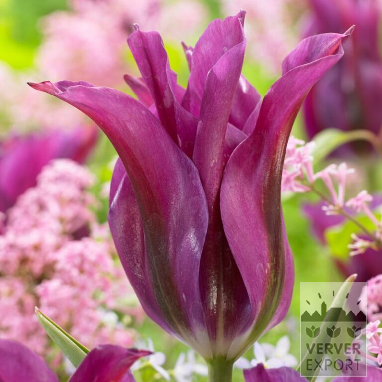 Tulips 'Purple Doll' (12712)