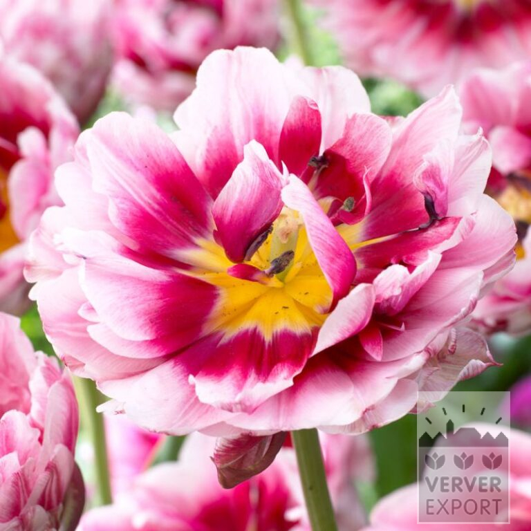 Tulips 'Dazzling Desire' (12715)