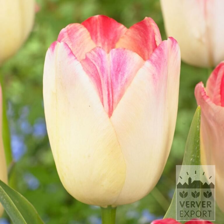 Tulips 'Supri Erotic' (12718)