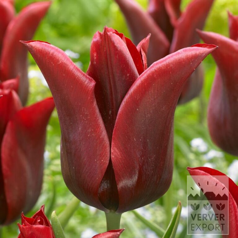 Tulips 'Jennie Butchart' (12720)