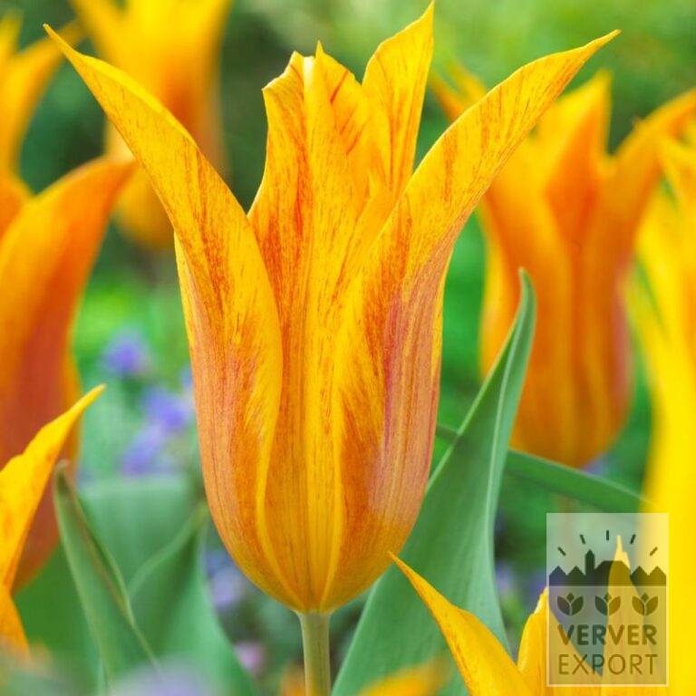 Tulips 'Vendeeglobe' (12721)