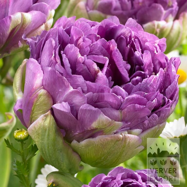 Tulips 'Blue Wow' (12722)