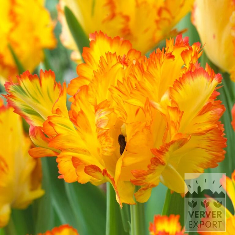 Tulips 'Caribbean Parrot' (12726)