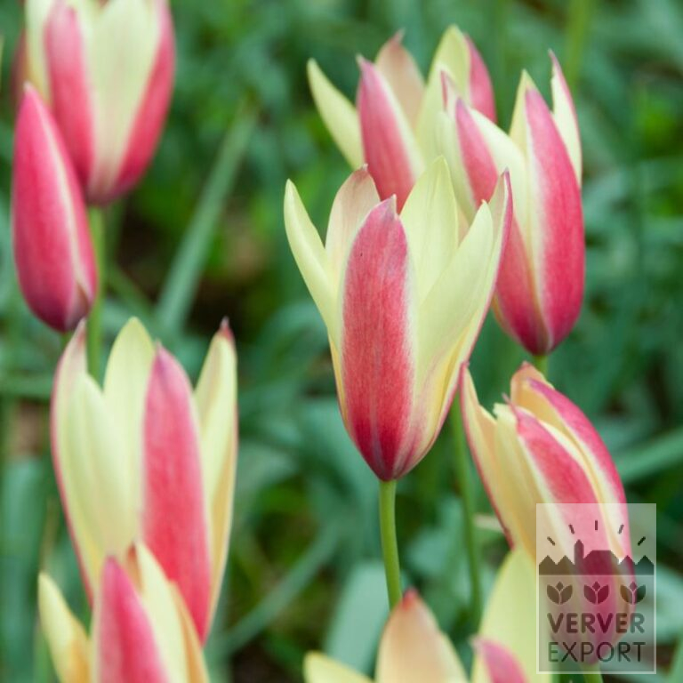 Tulips clusiana 'Cynthia' (12727)
