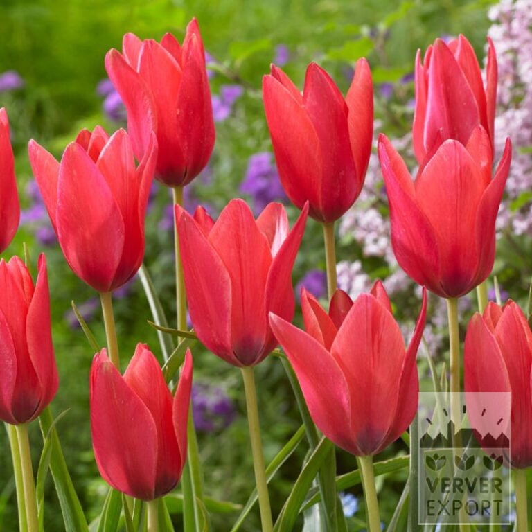 Tulips clusiana 'Annika' (12729)