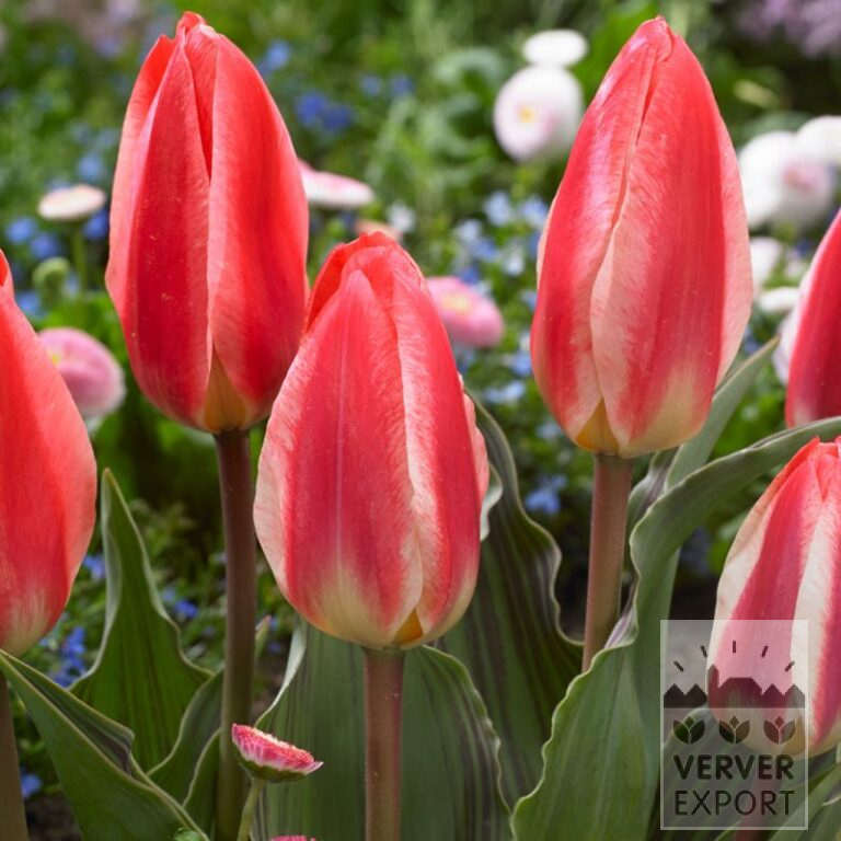 Tulips 'St. George' (12730)