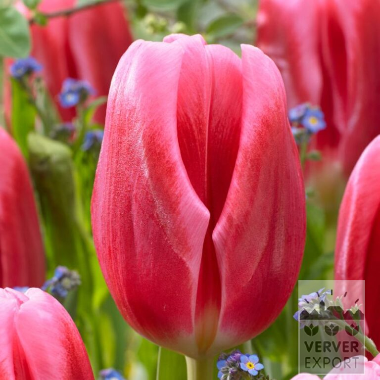 Tulips 'Circuit' (12734)