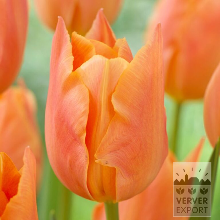 Tulips 'Stunning Apricot' (12736)