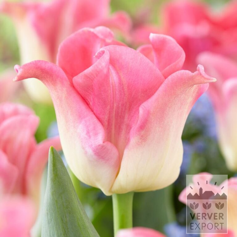 Tulips 'Crown of Dynasty' (12742)