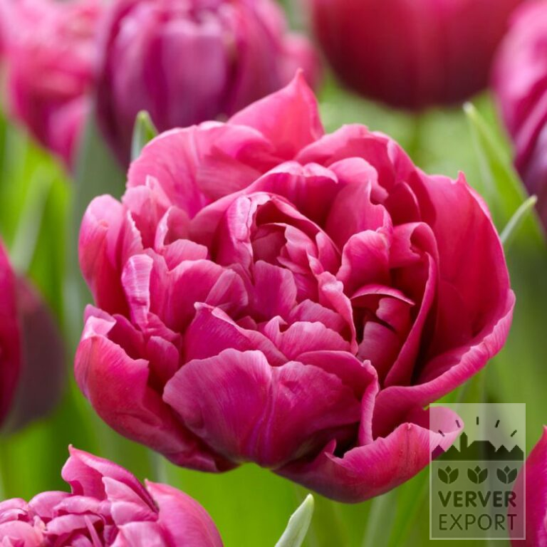 Tulips 'Margarita' (12745)