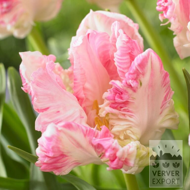 Tulips 'Cabana' (12747)