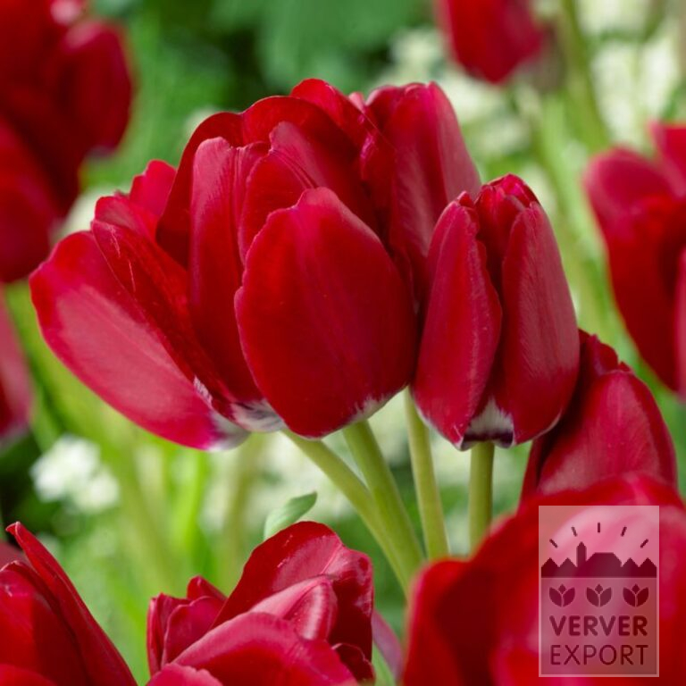 Tulips 'Fiery Club' (12748)