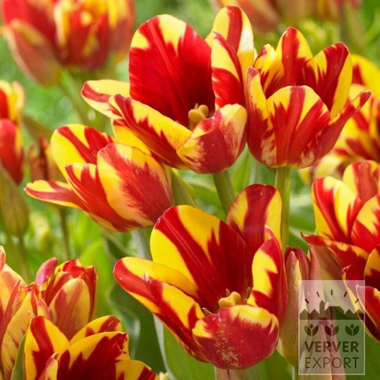Tulips 'Wonder Club' (12750)