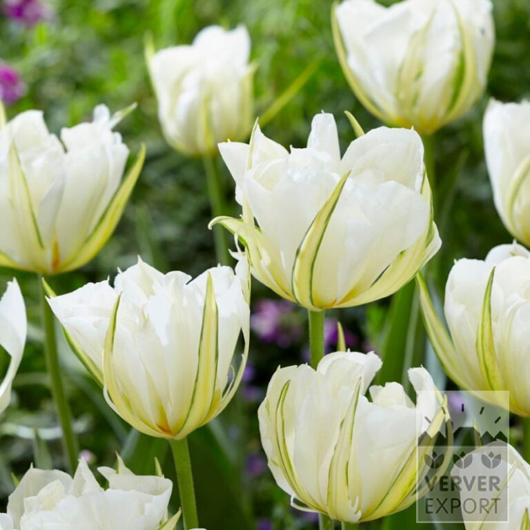Tulips 'White Valley' (12751)