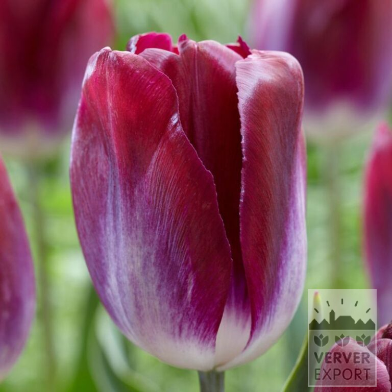 Tulips 'Kansas Proud' (12752)