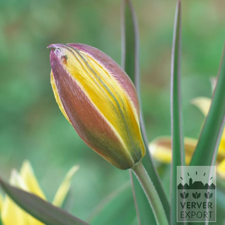 Tulips urumiensis (12754)