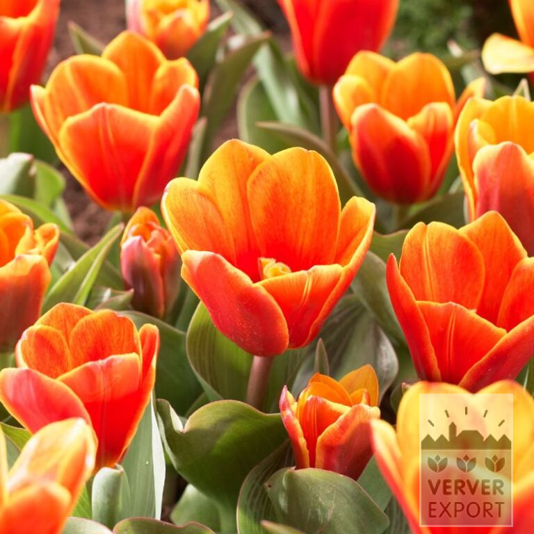 Tulips 'Princess Household' (12759)