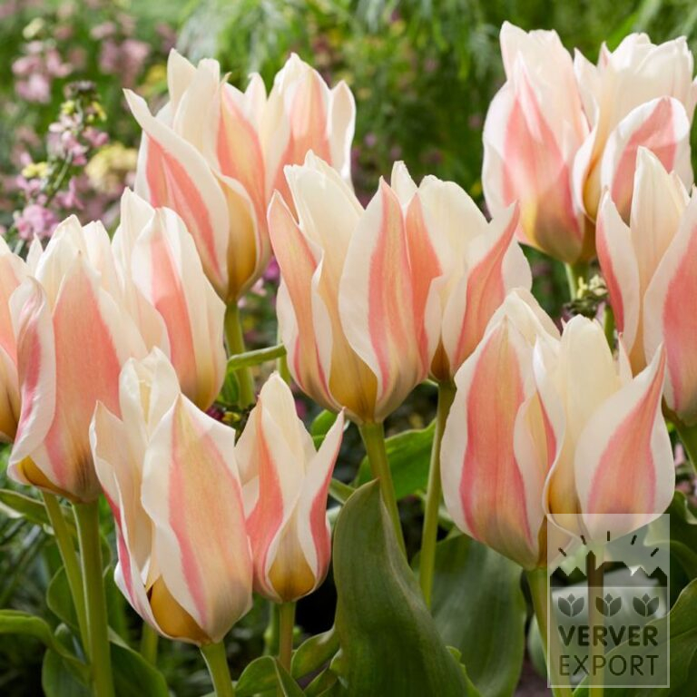 Tulips 'Serano' (12760)