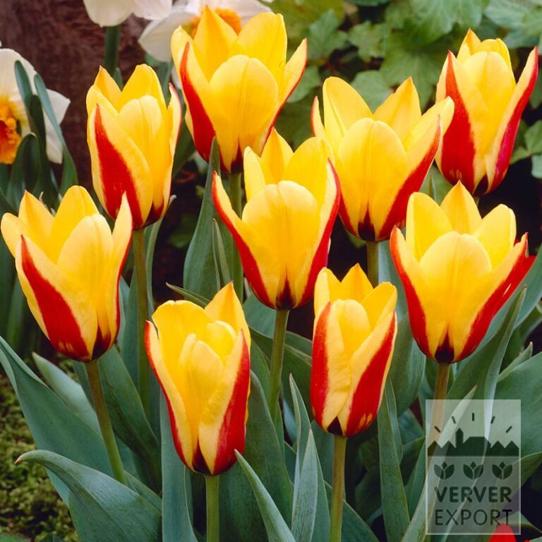 Tulips 'Graefin Bettina' (12761)