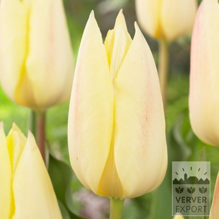 Tulips 'Yellow Surprise' (12763)