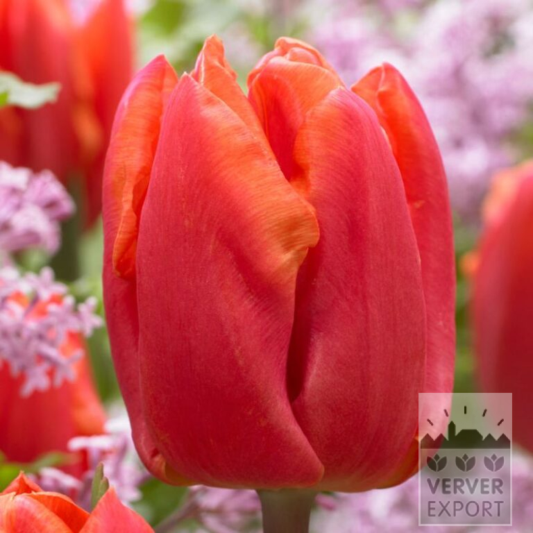 Tulips 'Astronaut Andre Kuipers' (12764)