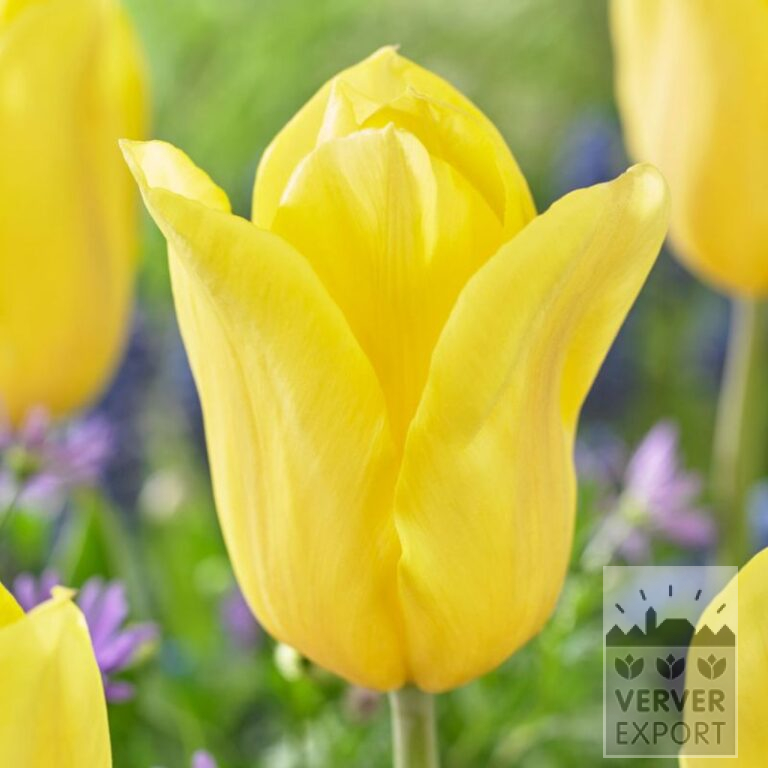 Tulips 'Bolroyal Honey' (12765)