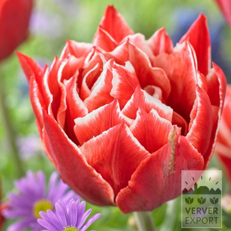 Tulips 'Championship' (12767)