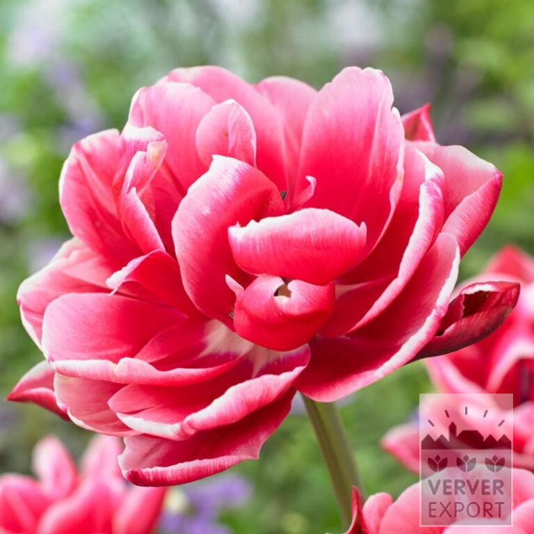 Tulips 'Columbus' (12768)